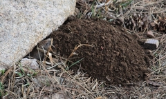Thomomys talpoides