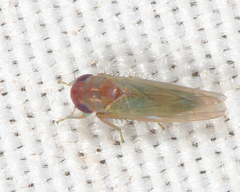 Coccineasca coccinea