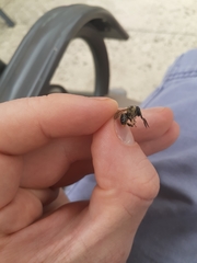 Anthophora terminalis