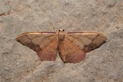 Idaea ostrinaria