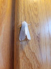 Spilosoma vestalis