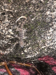 Phyllodactylus delcampoi