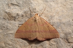 Rhodostrophia calabra