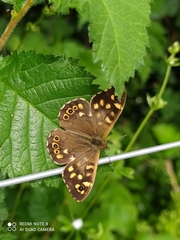 Pararge aegeria