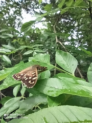 Pararge aegeria