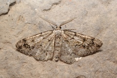 Cleorodes lichenaria