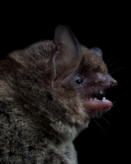 Myotis velifer