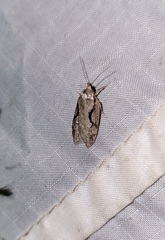 Semioscopis packardella