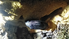 Peltis grossa