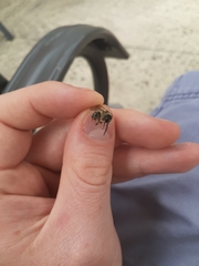 Anthophora terminalis