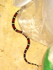 Lampropeltis polyzona