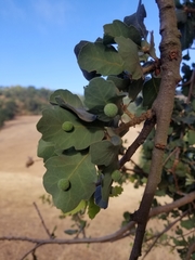 Cynips multipunctata