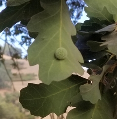 Cynips multipunctata