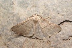 Adactylotis gesticularia