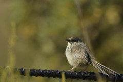 Prinia hypoxantha
