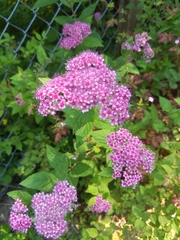 Spiraea japonica