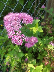 Spiraea japonica