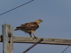 Buteo jamaicensis