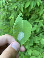 Phyllonorycter tritaenianella
