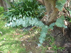 Eucalyptus perriniana