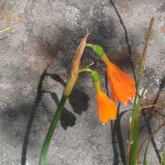 Stenomesson aurantiacum