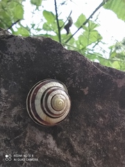 Cepaea