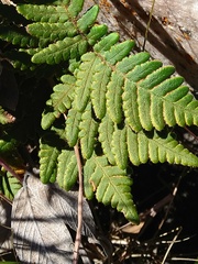 Cheilanthes inaequalis