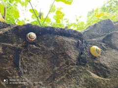 Cepaea