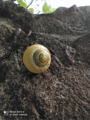 Cepaea