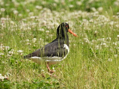 Haematopus ostralegus