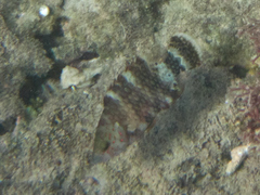 Cheilinus trilobatus