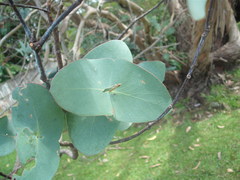Eucalyptus perriniana