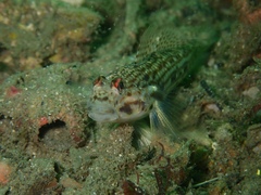 Istigobius hoesei
