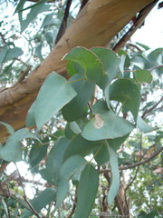Eucalyptus perriniana