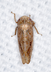 Paraphlepsius continuus