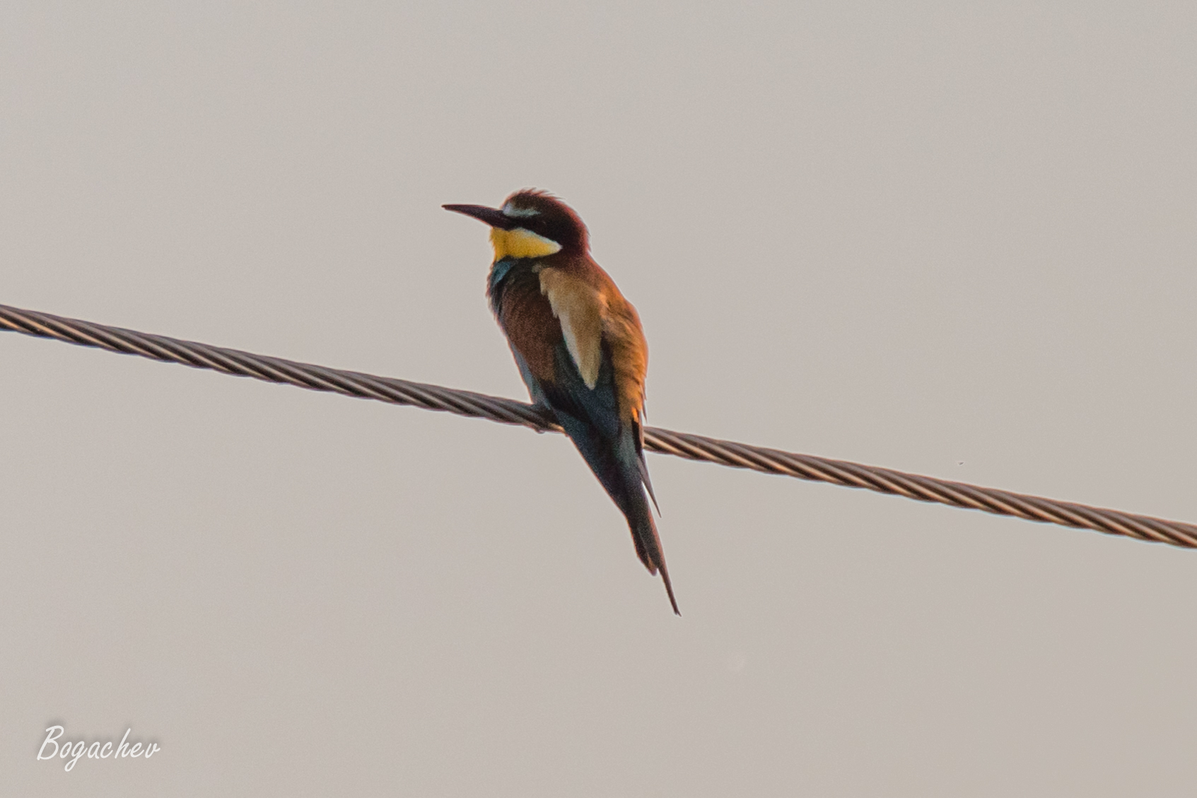 European Bee-eater