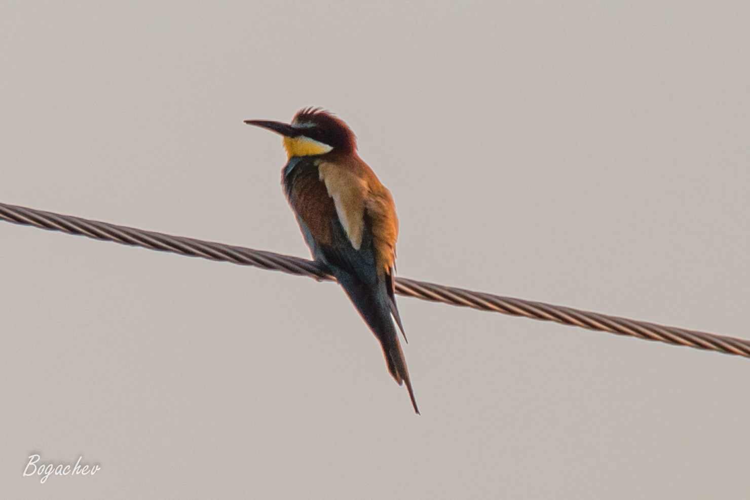 European Bee-eater