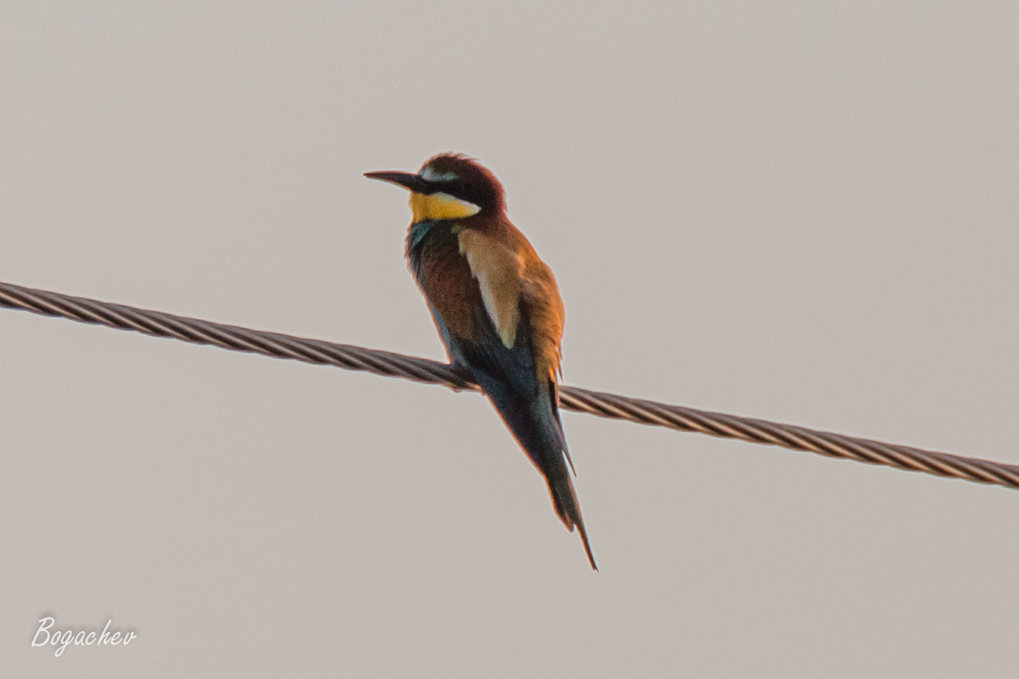 European Bee-eater