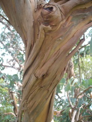 Eucalyptus perriniana
