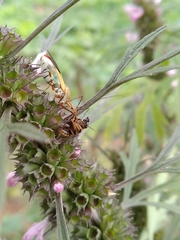 Zelus laticornis