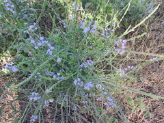 Verbena xutha