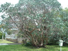 Eucalyptus perriniana