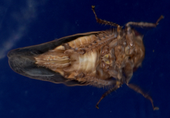 Paraphlepsius continuus