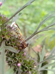 Zelus laticornis