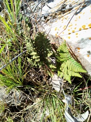 Cheilanthes inaequalis