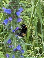 Bombus