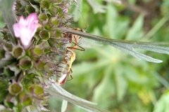 Zelus laticornis