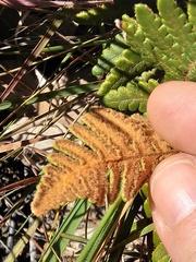 Cheilanthes inaequalis