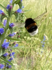 Bombus