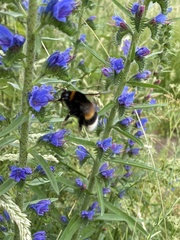 Bombus